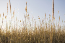 Sea Grasses On Long Beach Peninsula, On The Coast Of Washington State.