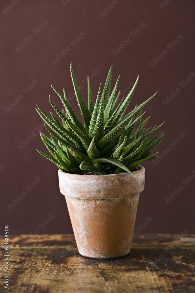 A houseplant cactus succulent with spiky green leaves growing in a pot.  Stock Photo | Adobe Stock