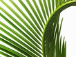© Mint Images - A glossy green palm leaf in close up, with central rib and paired fronds.
