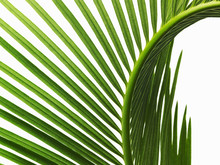 A Glossy Green Palm Leaf In Close Up, With Central Rib And Paired Fronds. 