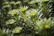 © Mint Images - Organic plants growing in a greenhouse. Florets and new growth on plants.