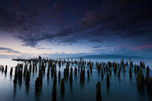 The Weathered Remains Of Wood Pilings. Upright Wooden Stumps In Water. Oregon, USA