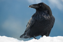 Raven In Snow, Corvus Corax, Olympic National Park, Washington, USA