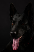 Close-up Black Dog