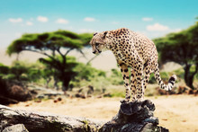 A Cheetah About To Attack. Safari In Serengeti, Tanzania, Africa
