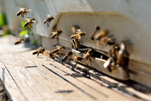 Fotomural Life of bees. Reproduction of bees