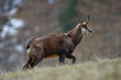 chamois walking in the grass in the mountains