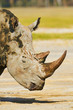 portrait of white rhino at Nakuru National Park in Kenya