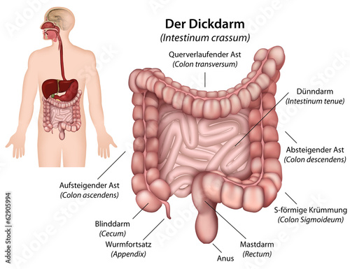 Valokuva  Anatomie Dickdarm, Intestinum crassum