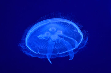 Sticker - underwater image of moon jellyfishes
