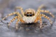 Little spanish jumping spider closeup