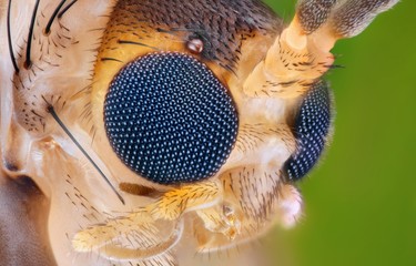 Extreme sharp and detailed study of small insect head