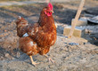 Chicken in biofarm