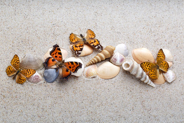 Sea shells and butterfly on sand