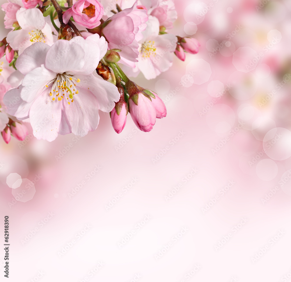Spring flowers background with pink blossom - obrazy, fototapety, plakaty 