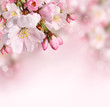 Leinwandbild Motiv Spring flowers background with pink blossom