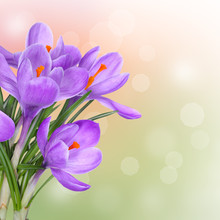 Spring Background With Purple Crocus Flowers