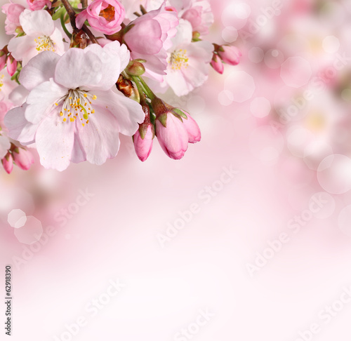 Fotografie, Obraz Spring flowers background with pink blossom