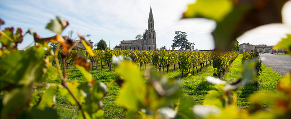 Wall Mural - Vineyard-Landscape-Lalande de Pomerol-France