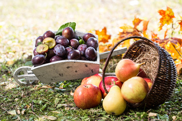 Obst geerntet