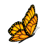 Fototapeta  - Flying butterfly