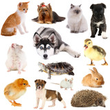 Fototapeta Zwierzęta - Collage of different pets isolated on white