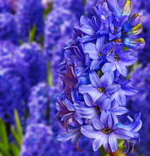 Blue And Pink Hyacinths In The Garden