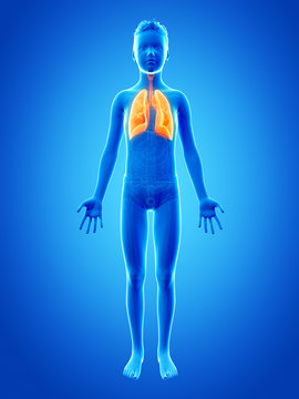 anatomy of a young boy - the lung