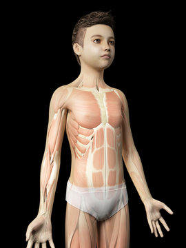 anatomy of a young boy - the muscles