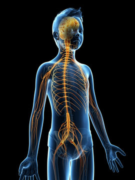 anatomy of a young boy - the nervous system