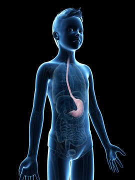 anatomy of a young boy - the stomach