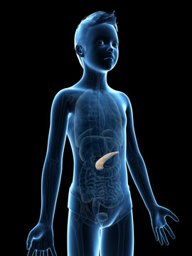 anatomy of a young boy - the pancreas