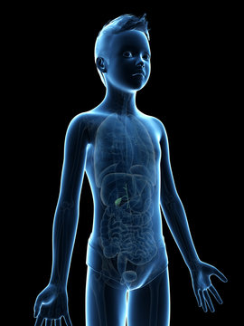 anatomy of a young boy - the gallbladder