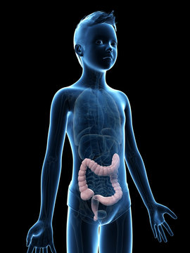 anatomy of a young boy - the colon