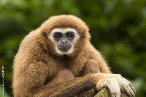Fotografía White handed gibbon eye contact