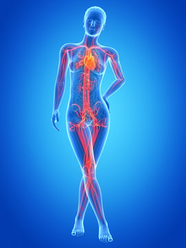 medical illustration of the female vascular system