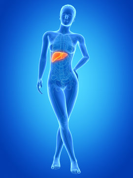 medical illustration of the female liver