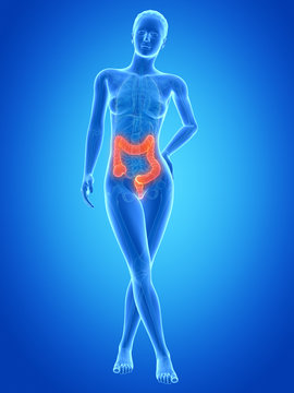medical illustration of the female colon