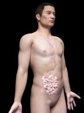 illustration of the intestine of an asian male guy