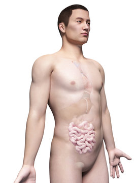 illustration of the intestine of an asian male guy