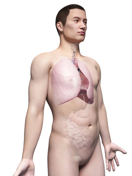 illustration of the lung of an asian male guy
