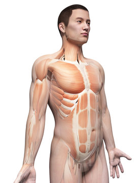 muscles of an asian male guy