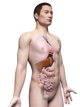 illustration of the organs of an asian male guy