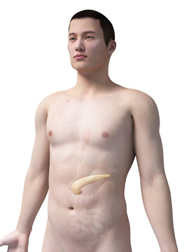 illustration of the pancreas of an asian male guy