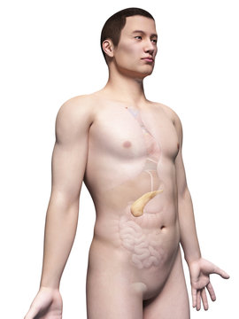 illustration of the pancreas of an asian male guy