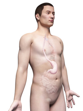 illustration of the stomach of an asian male guy
