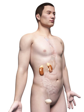 illustration of the urinary system of an asian male guy