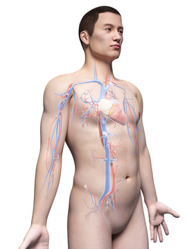 illustration of the vascular system of an asian male guy