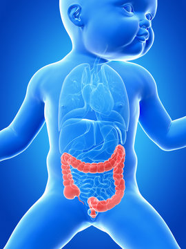 medical illustration showing the colon of a baby