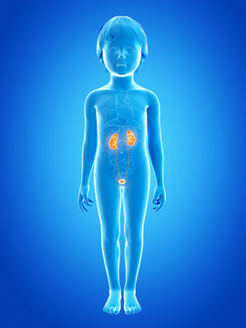 anatomy of a young child - urinary system